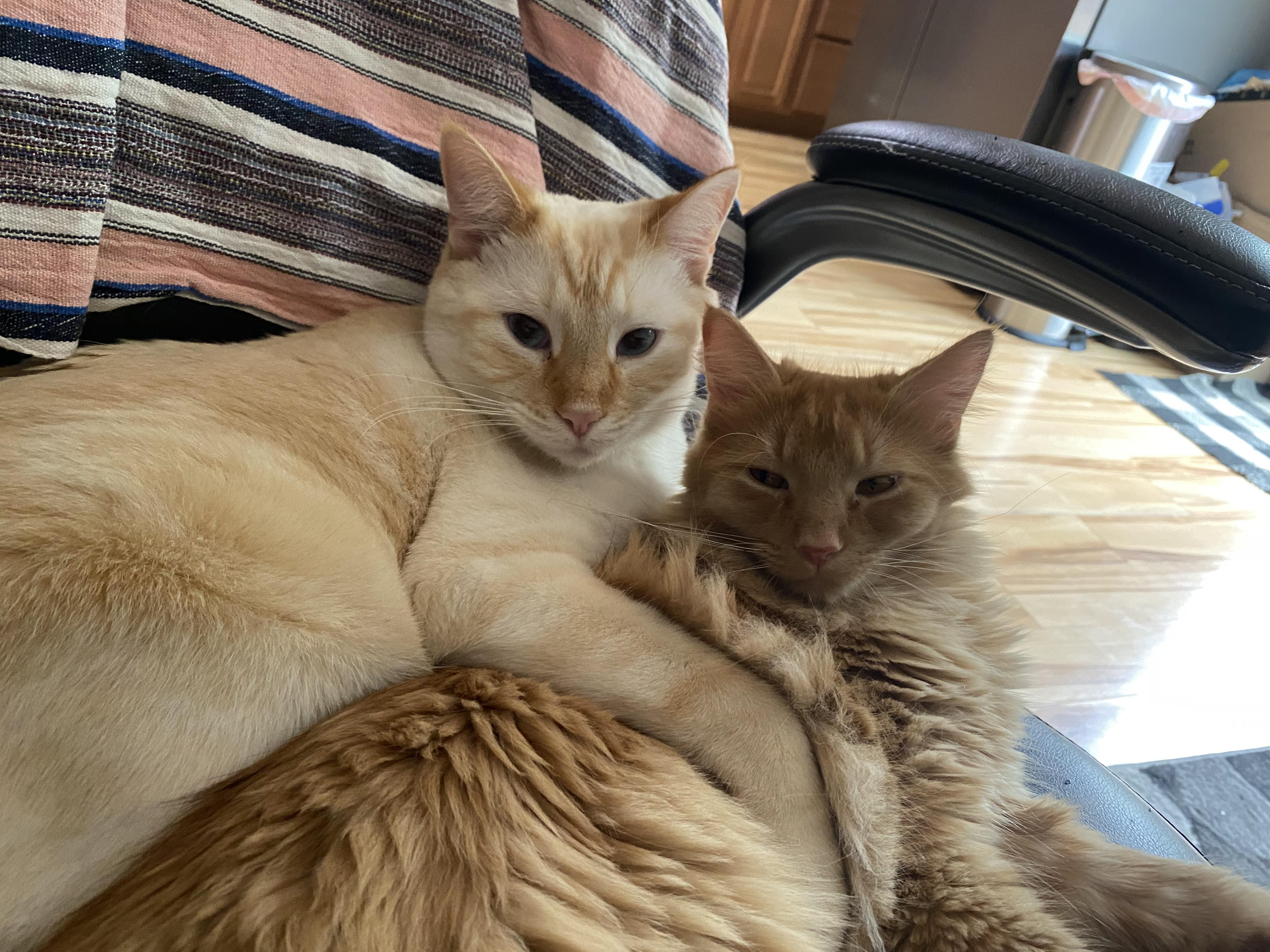 Our Fluffy bois